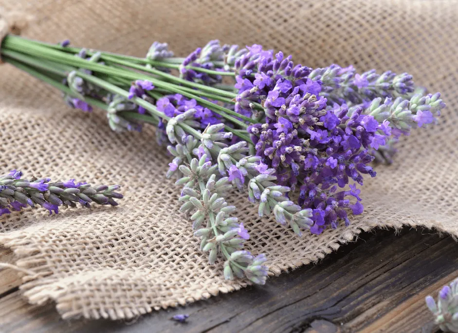 A bundle of cut lavender on hessian and weathered wood