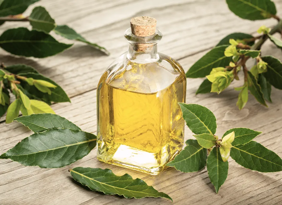 A bottle of tea tree oil on weathered wood surrounded by melaleuca leaves